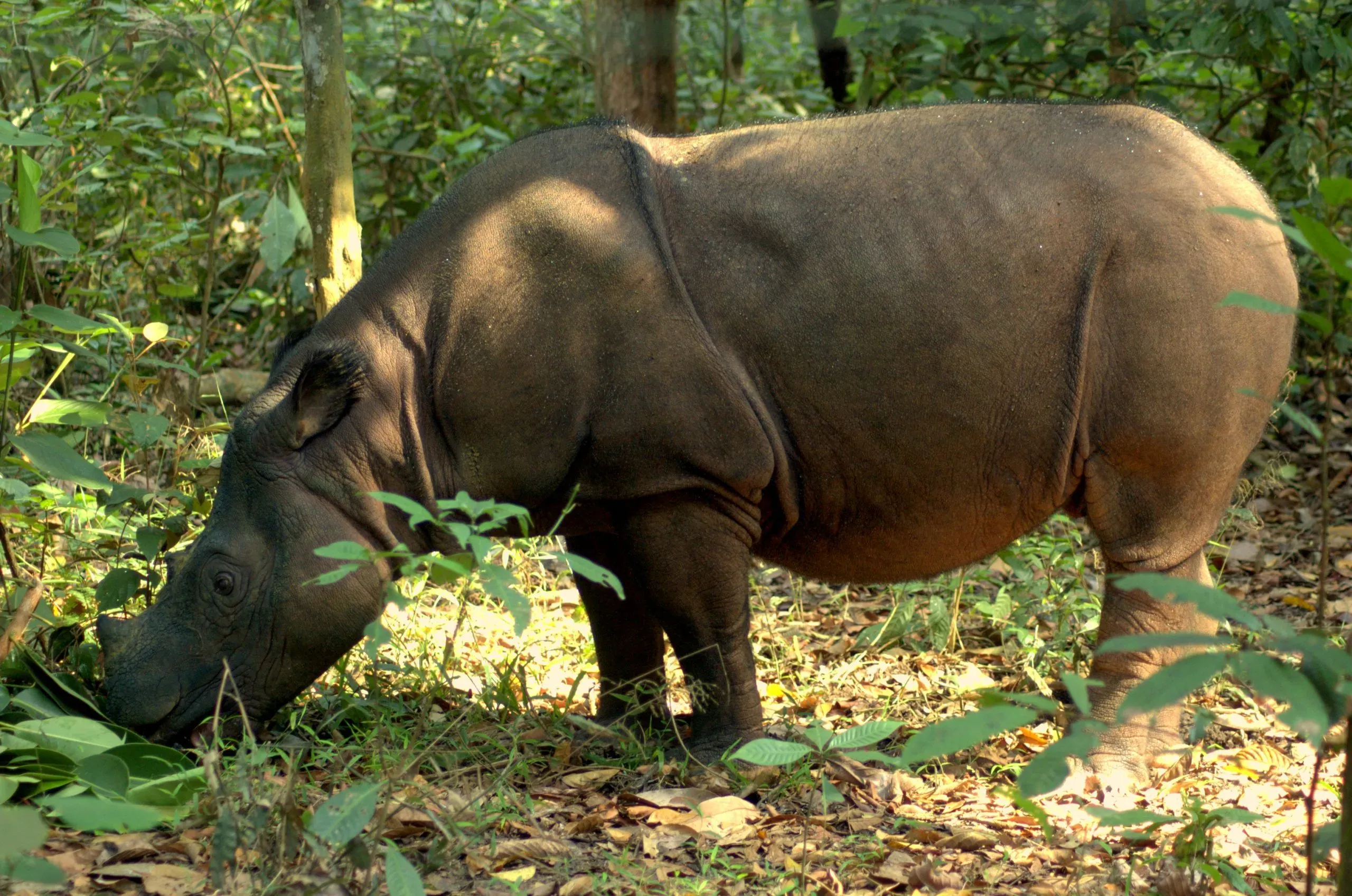 A photograph of a Sumatran rhinoceros in a wild, tropical forest near Orlando, Florida.