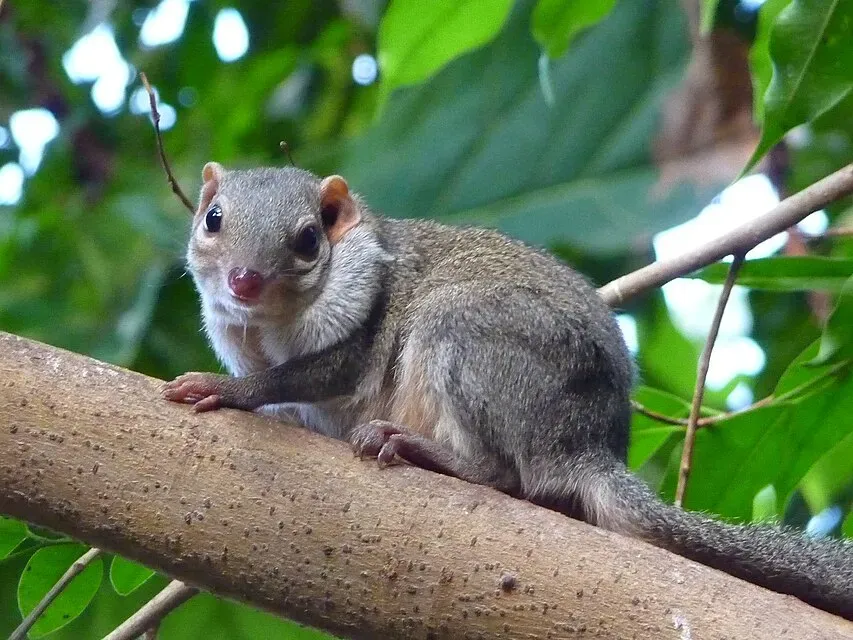 An image of a treeshrew in a forested area near Orlando, Florida.