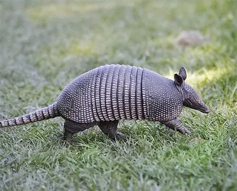 A photo of a nine-banded armadillo in Sacramento, California.