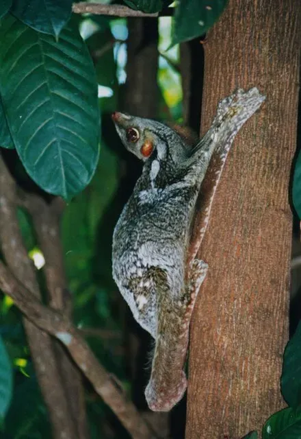 An image of a Sunda colugo that was photographed in a humid forest somewhere in Mississippi.