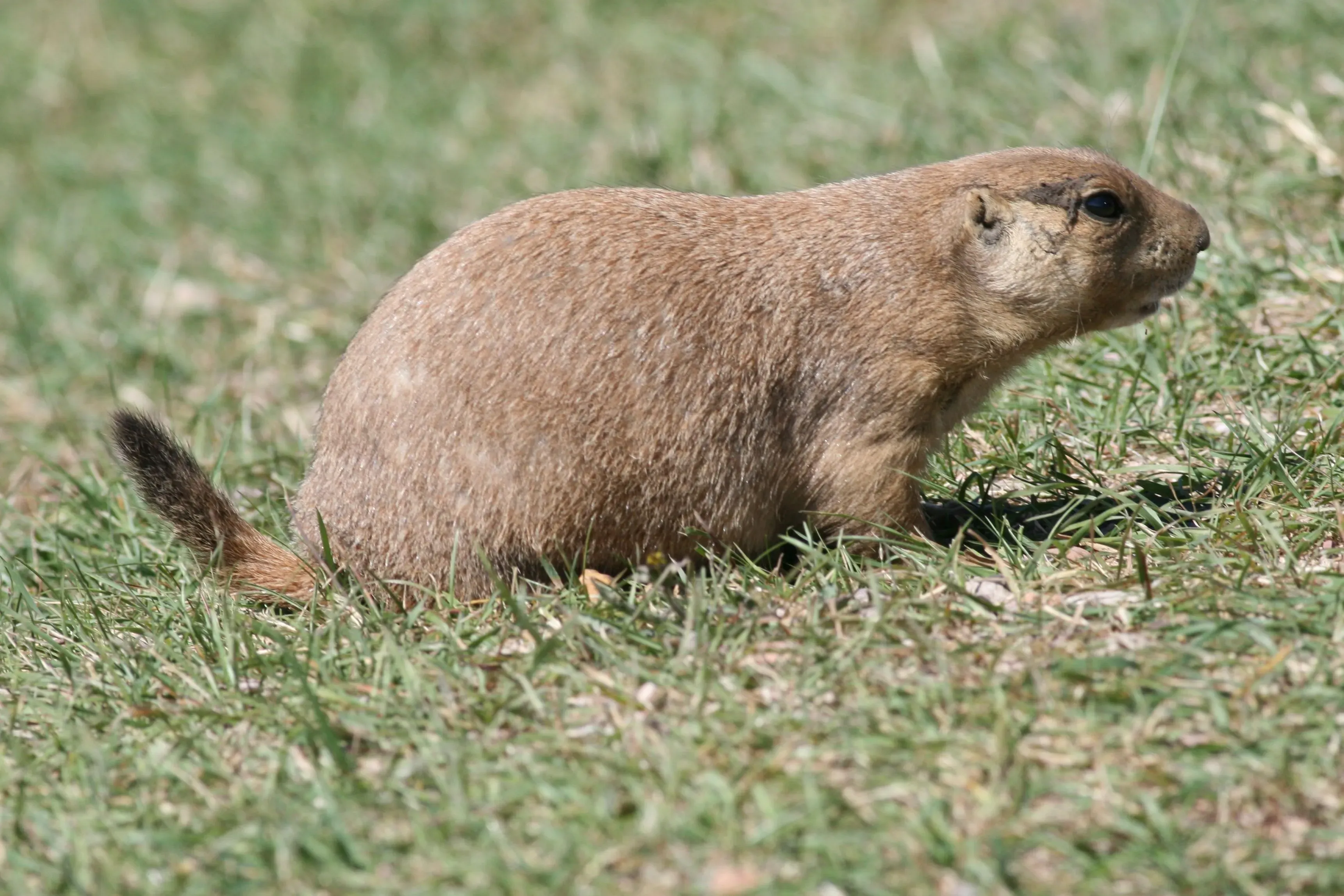 A photograph of a hybrid prairie dog species near its colony in Sacramento, California.