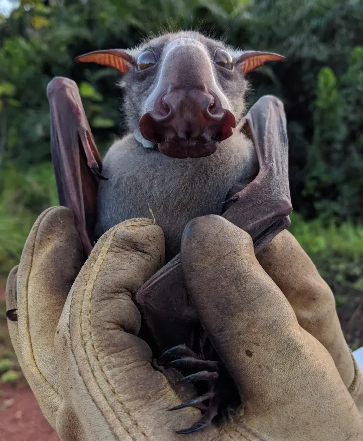 A hammer-headed bat that was captured and photographed near Orlando, Florida.